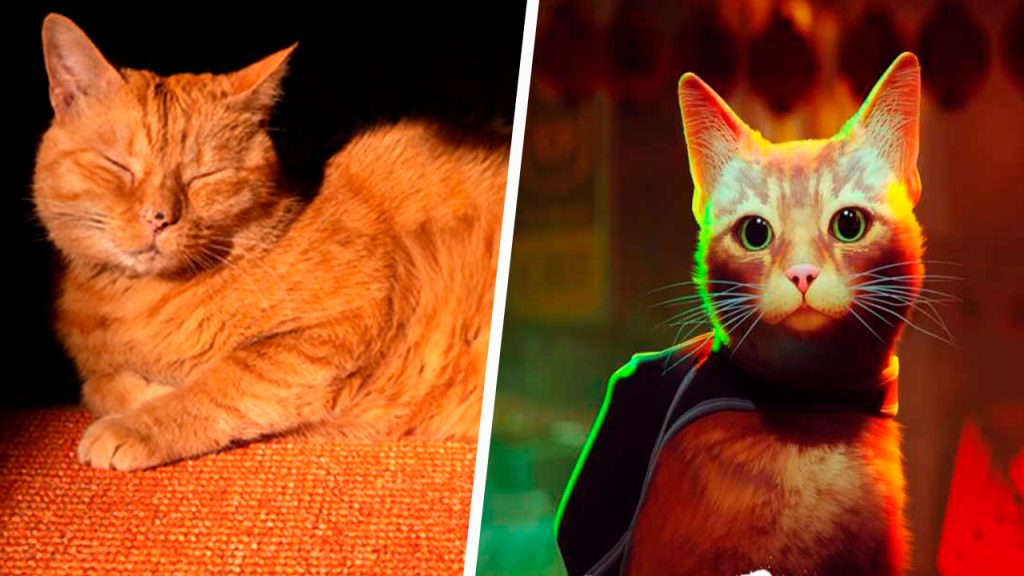 Te compartimos la historia del gato que inspiró Stray