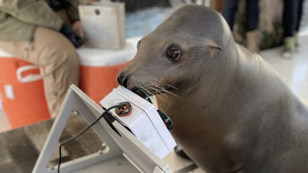 El proyecto EVE demuestra las capacidades cognitivas de los lobos marinos al jugar videojuegos, esto es un intento por mantenerlos saludables.