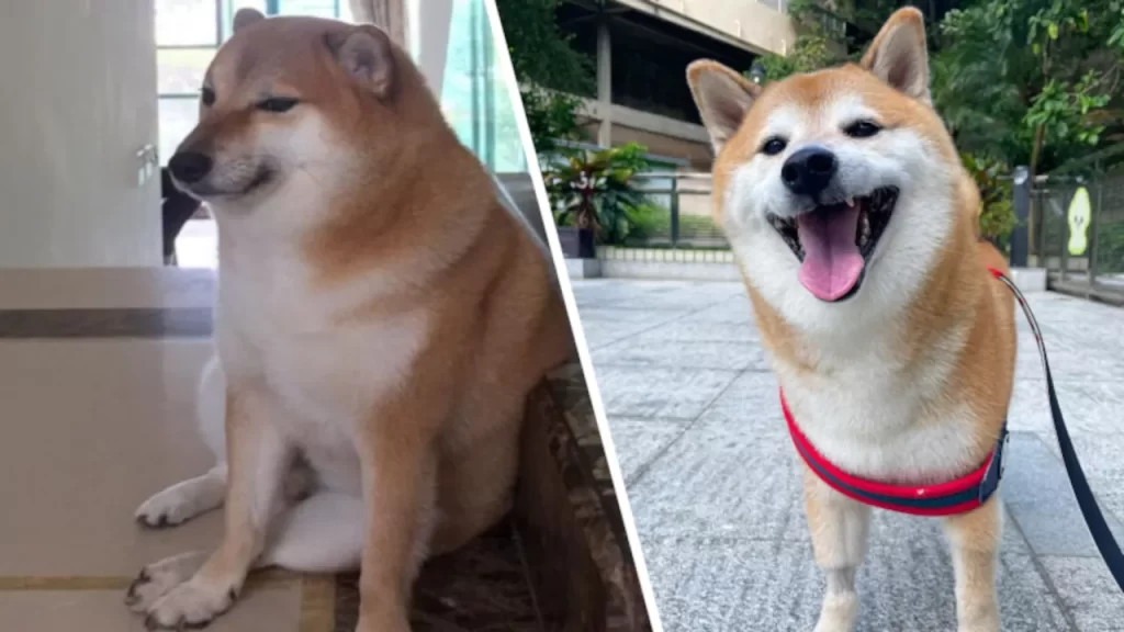 Cheems, el perrito de los memes, fue diagnosticado con cáncer