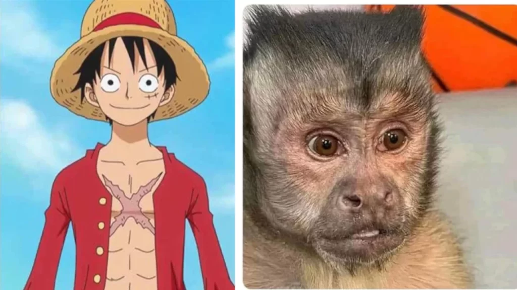 El live action de One Piece llegará el 31 de agosto, debido a ello Netflix liberó una nueva dinámica para que los fanáticos hagan un cartel WANTED.