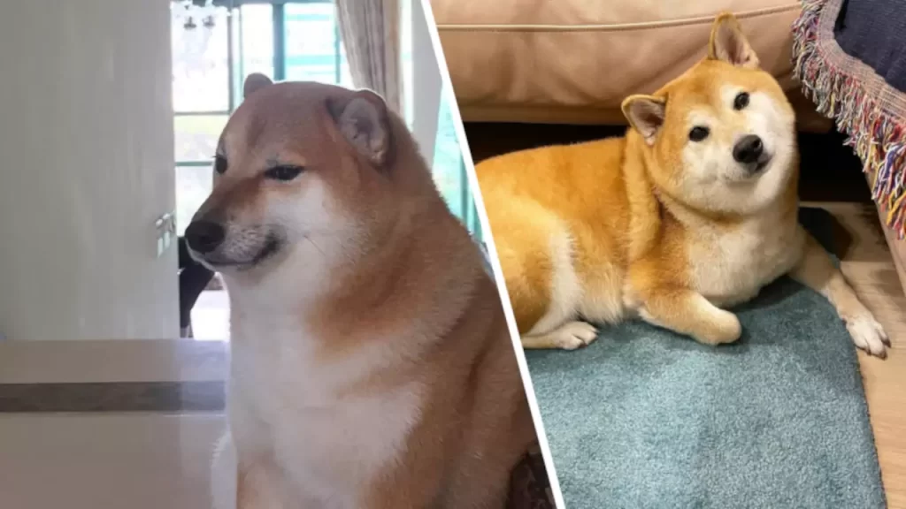 Cheems, el perrito de los memes, pasó a mejor vida