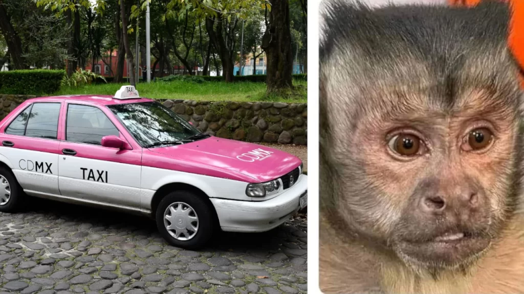 Forza Horizon 5 trae una nuevo modelo en su Festival de Día de Muertos y es uno de los clásicos mexicanos más queridos: el Tsuru de Nissan.